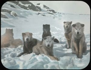 Image of Sledge Dogs
